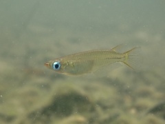 Oryzias curvinotus