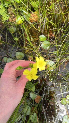 Ornduffia reniformis (Ornduffia reniformis)
