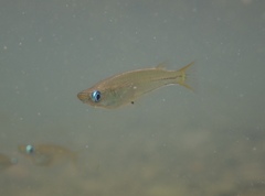 Oryzias curvinotus