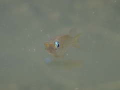 Oryzias curvinotus