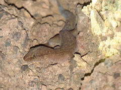 Phyllodactylus gerrhopygus