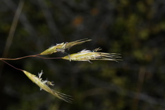 Chionochloa