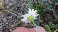 Anthemis maritima