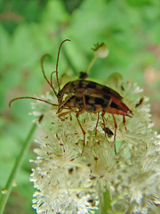 Strangalia luteicornis