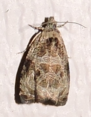 Olethreutes furfuranum