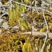 Haworthia chloracantha denticulifera - Photo (c) kevin koen,  זכויות יוצרים חלקיות (CC BY-SA), הועלה על ידי kevin koen