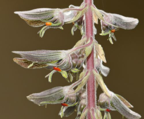 Melianthus villosus (Melianthus villosus)