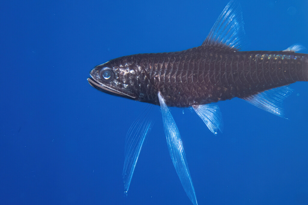 Winged Lanternfish