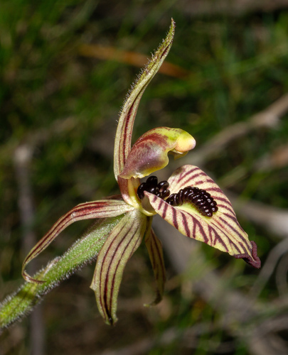 Zebra Orchid (Caladenia cairnsiana)