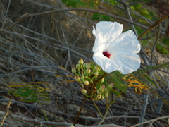 Ipomoea populina