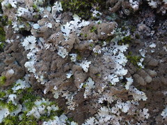 Parmelia serrana