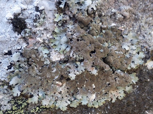 Representative image of Parmelia serrana