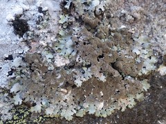 Parmelia serrana