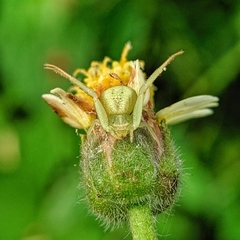 Thomisidae