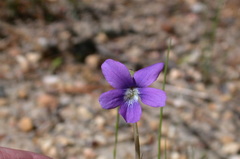Viola brittoniana