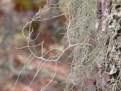Usnea trichodea