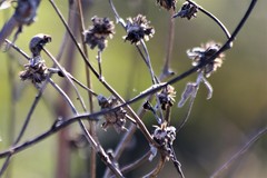Helianthus argophyllus