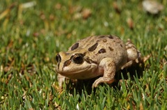 Pleurodema marmoratum