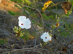 Ipomoea populina