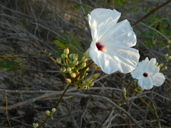 Ipomoea populina