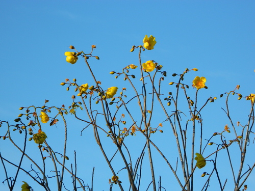 Silk cottontree (Cochlospermum vitifolium)