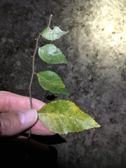 Planera aquatica