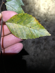 Planera aquatica