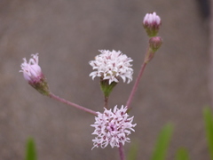 Palafoxia lindenii