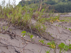 Palafoxia lindenii