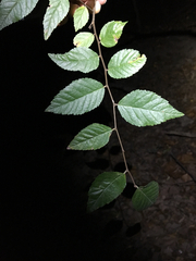 Planera aquatica