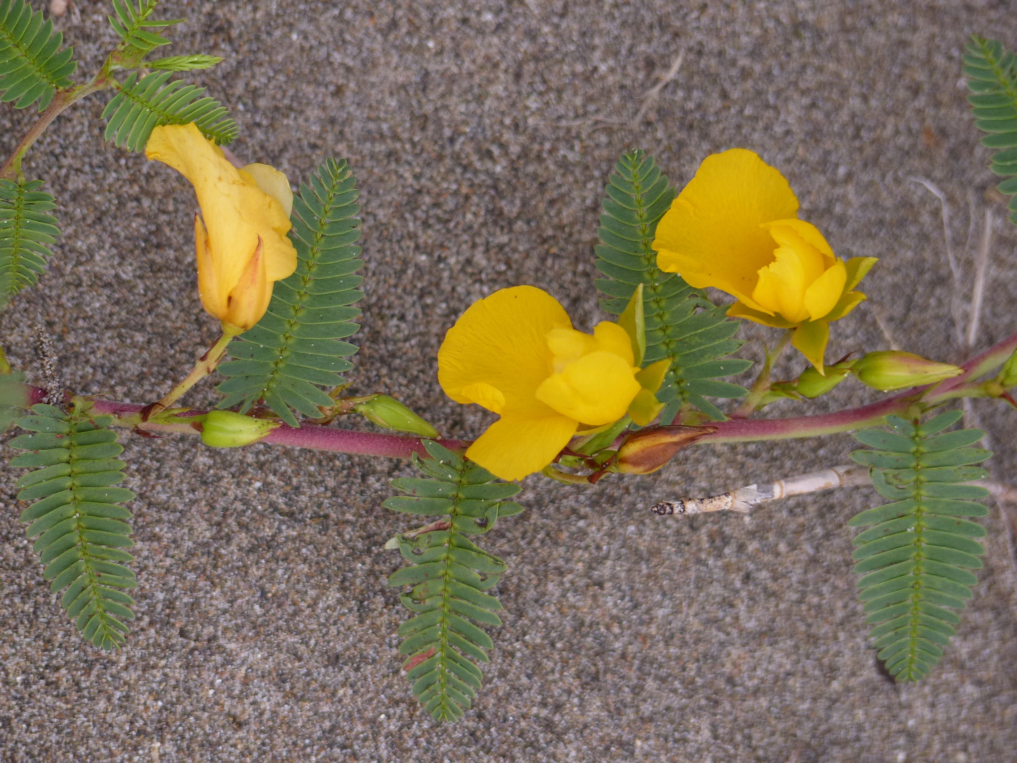 Chamaecrista chamaecristoides