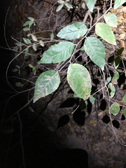Planera aquatica
