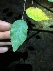 Planera aquatica