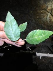 Planera aquatica
