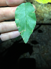 Planera aquatica