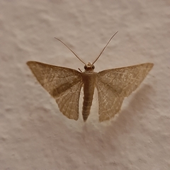 Lepidoptera