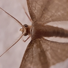 Lepidoptera