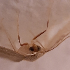 Lepidoptera