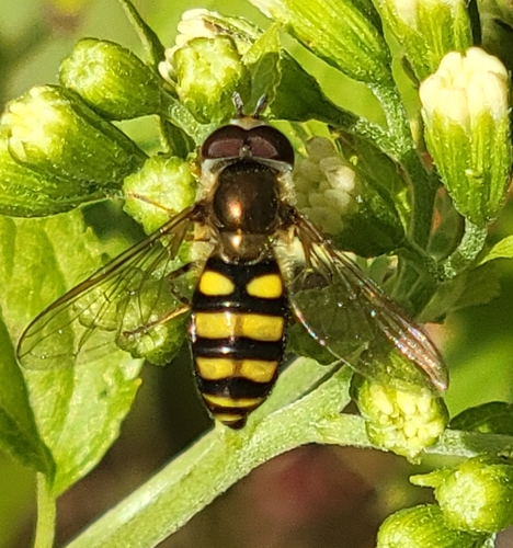 Unknown species found near Voorhees Township, NJ 08043, USA