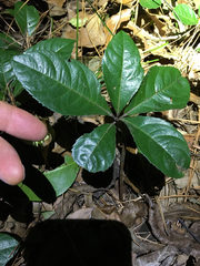Ardisia japonica