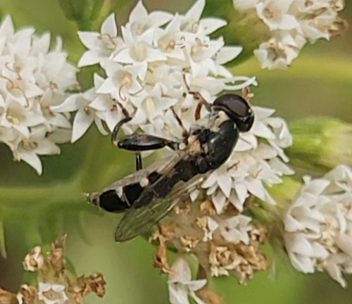 Unknown species found near Voorhees Township, NJ 08043, USA