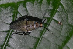 Pachnepteryx signaticollis