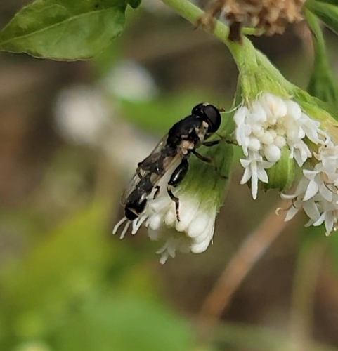 Unknown species found near Voorhees Township, NJ 08043, USA