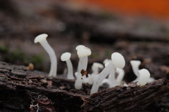 Cudoniella acicularis