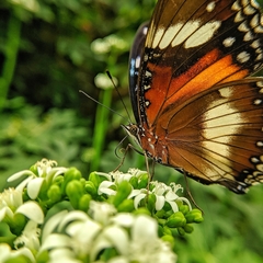 Hypolimnas bolina