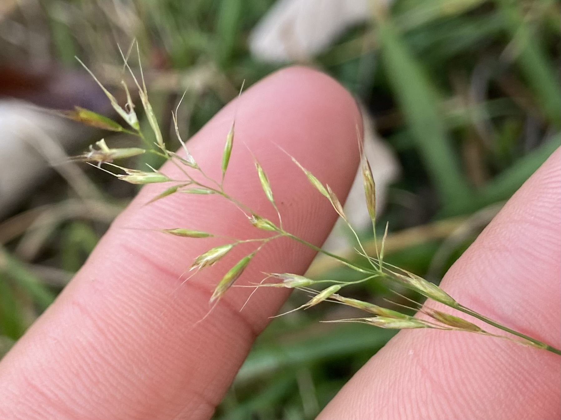 Yellow Oat-Grass (Trisetum flavescens)
