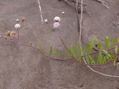 Palafoxia lindenii