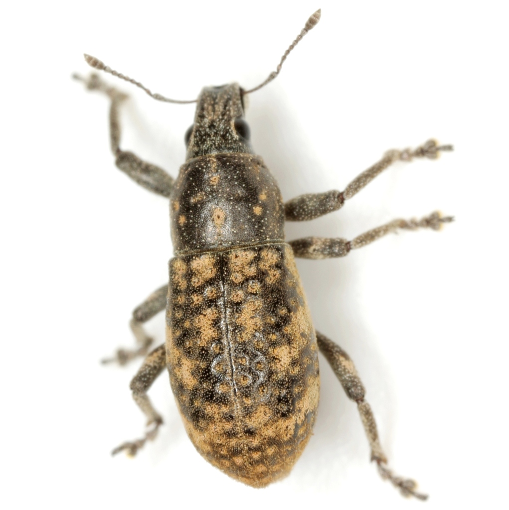Brown Leaf Notcher