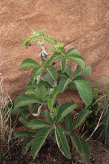 Cyphostemma lanigerum