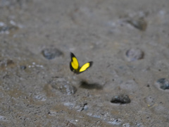 Eurema celebensis